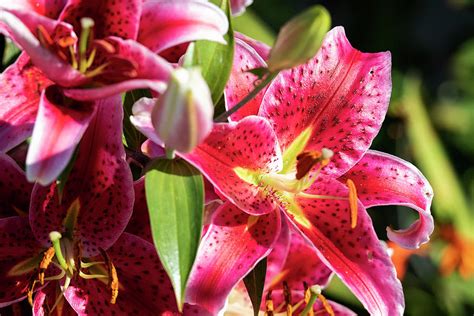 Pink Tiger Lily Photograph By Randy Hall Pixels