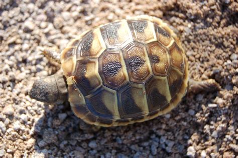 Baby Hermanns Tortoises For Sale
