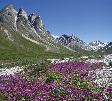 Flowery Tundra Alaska National Parks Alpine Tundra National Parks