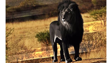 Lion ultra hd 4k, hd animals, 4k wallpapers, images. Black Lion Wallpapers - Wallpaper Cave