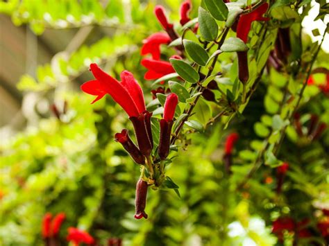 Aeschynanthus Lipstick Vine Info How To Care For A Lipstick Plant