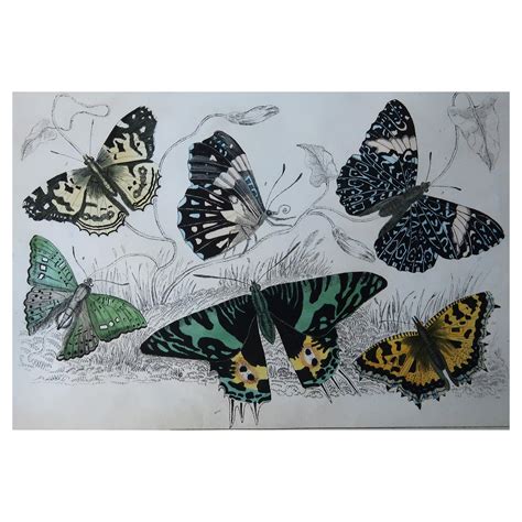 Set Of 24 Original Antique Prints Of Butterflies Circa 1880 At 1stdibs