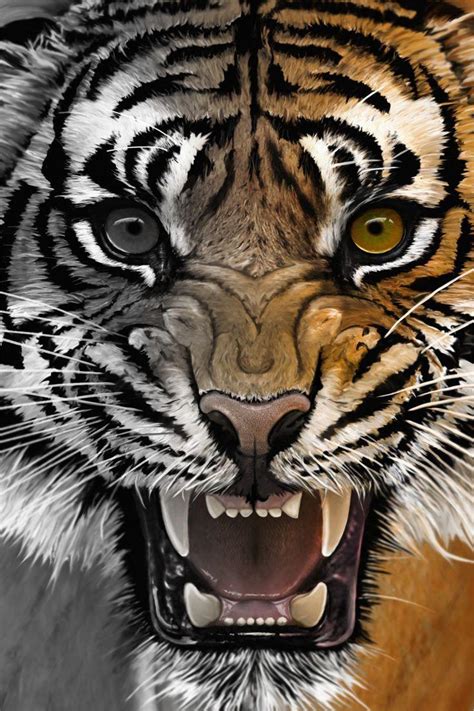 Roaring Tiger Head Wallpapers Top Free Roaring Tiger Head Backgrounds