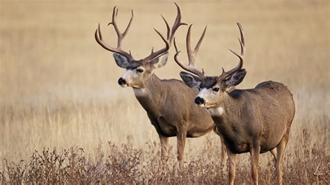 8 Best Places For Trophy Mule Deer Hunting In North America An