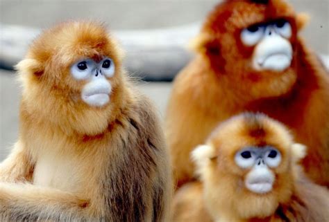 27 List Different Types Of Monkeys Facts And Information Animali