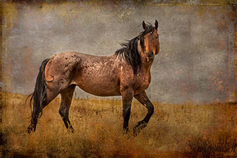 Wild Horse Week Horses In Art And A Giveaway Tales From