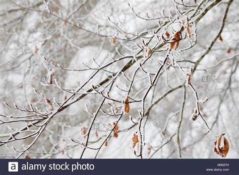 Icey Leaf Hi Res Stock Photography And Images Alamy