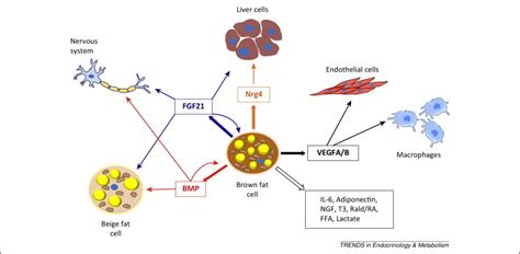 The Brown Fat Secretome Metabolic Functions Beyond Thermogenesis