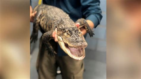 Chicago Alligator Safely Reeled In From Shore 1 Week After It Was 1st