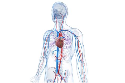 Printiable Mape Of Arteries And Viens Principal Veins Human Anatomy