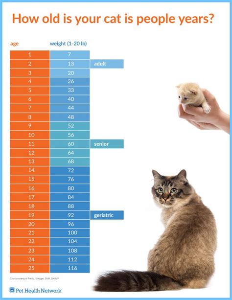 How Old Is Your Cat Cat Years Cats Cat Age Chart