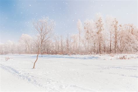 Snowy Forest Under Cloudless Blue Sky In Wintertime · Free Stock Photo