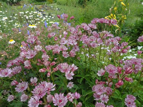 Its green leaves are edged in pink and black. Astrantia major - Genesis Plant Marketing Ltd