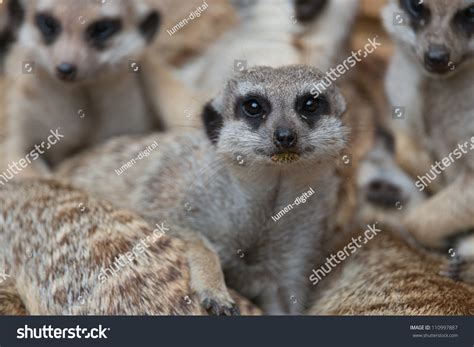 Meerkat Stock Photo 110997887 Shutterstock