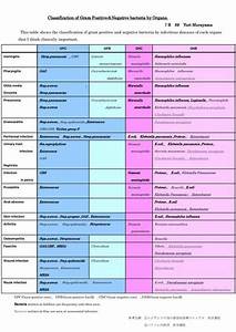 Classification Of Gram Positive Negative Bacteria By Organs Medical