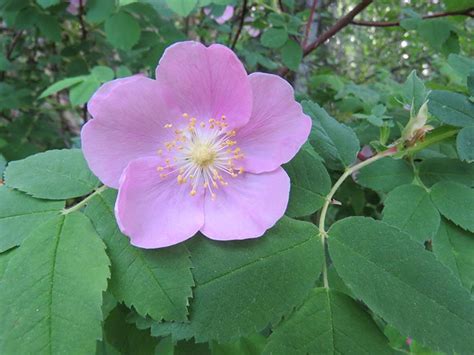 The Delicate Flavour Of The Wild Rose First We Eat