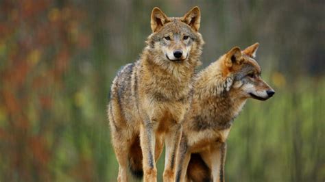 This is the species from which our pet dogs red wolves are only found in a small area of coastal north carolina. Grey wolves get a new home at Longleat in Wiltshire | West ...
