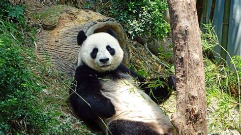 Fakta Xin Xing Panda Tertua Di Dunia Yang Mati Di Usia 38 Tahun