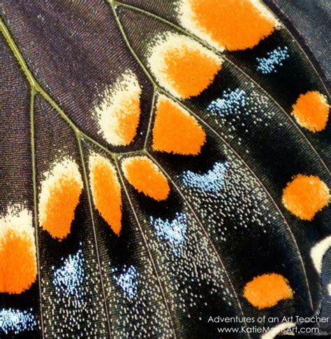 Close Up Of Black Swallowtail Butterfly Wing Butterfly Wings