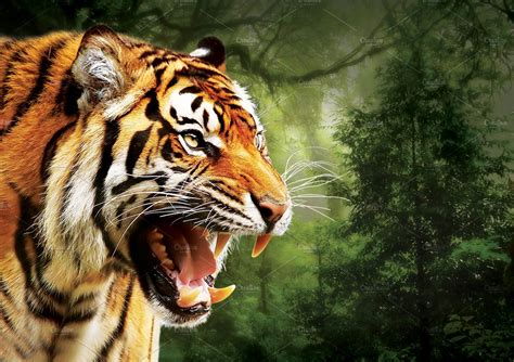 Angry Tiger Face Animal Stock Photos ~ Creative Market