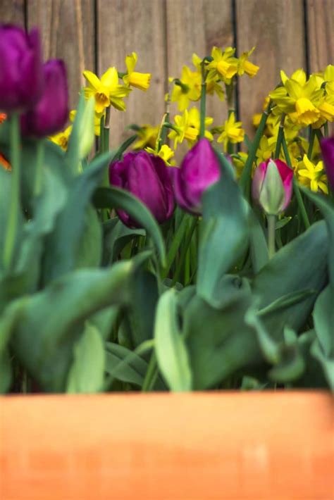Not all on the list are true bulbs; 8 Spring-Blooming Bulbs to Plant in the Fall - Natalie Linda