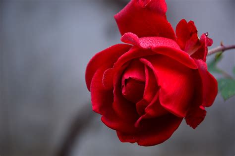 Belle Rose Rouge Fotomelia