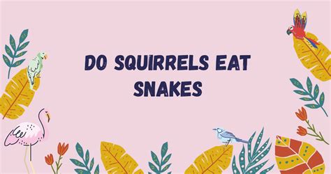 Do Squirrels Eat Snakes