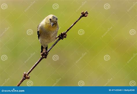 One Single Small Yellow Bird Sitting On A Branch Stock Photo Image