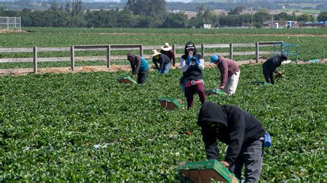 California produce growers face 'unprecedented losses' amid pandemic