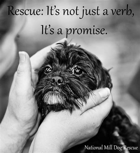 Quotes About Pet Adoption 26 Quotes