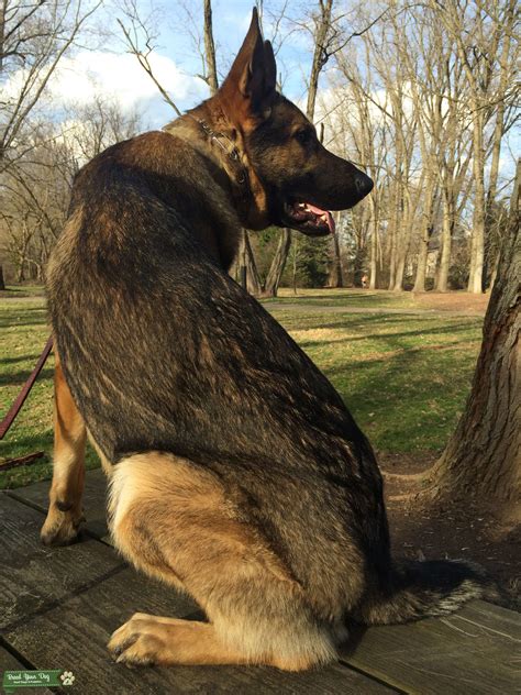 Athletic Driven German Shepherd Stud Stud Dog In Ohio The United