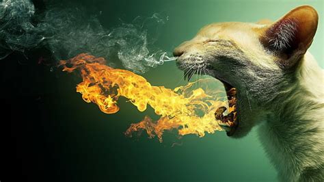 Hd Wallpaper Cat Fire Smoke Animals Photo Manipulation Animal Themes One Animal Wallpaper Flare