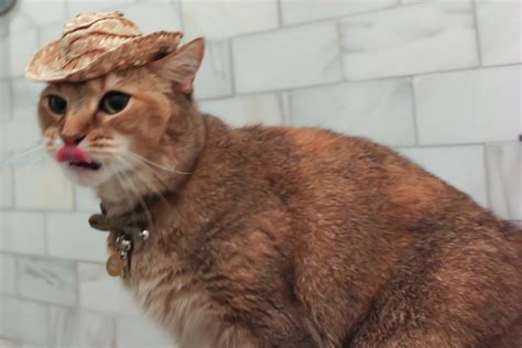 Straw Cowboy Cat Hat Dog Hat W Free Shipping Etsy
