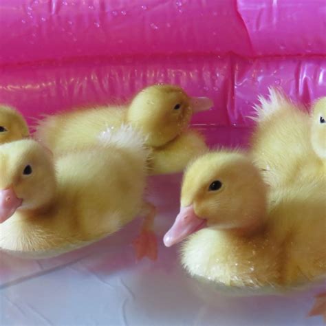 Allowing customers to turn their home into a voice controllable home. Ducklings visit BVS - Bradwell Village School
