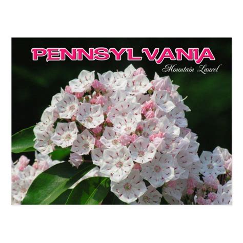 Pennsylvania State Flower Mountain Laurel Postcard In