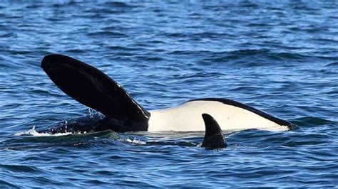 Two Endangered Bc Orcas Expected To Starve By Summer Ctv News