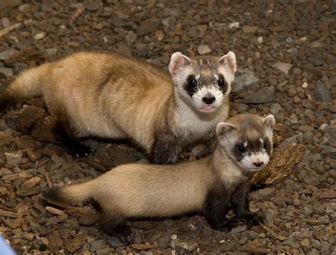Black Footed Ferretsphoto By Meghan Murphy Smithsonians National