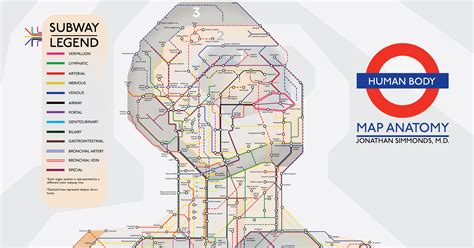 This diagram depicts human body map of organs. An Illustrated Subway Map of Human Anatomy