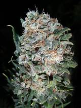 Photos of Kush Marijuana Seeds