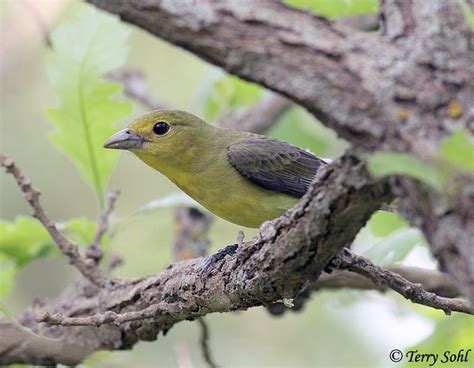 Scarlet Tanager South Dakota Birds And Birding