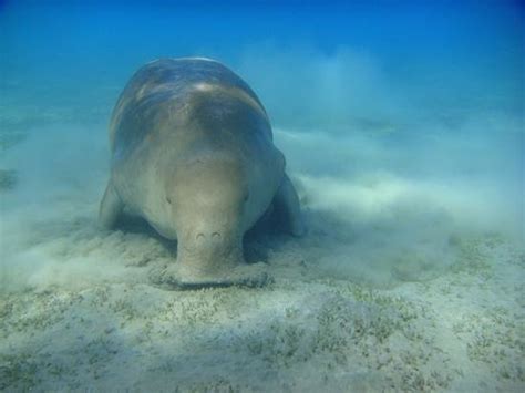 Dugongo - Foto di Gorgonia Beach Resort, Marsa Alam - Tripadvisor