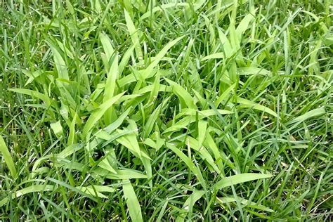 Weed Of The Month Series Crabgrass Organolawn