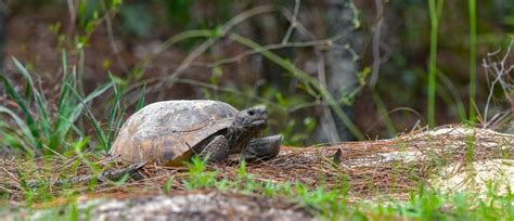 Nwtf Aids In Keeping Gopher Tortoise Off Endangered Species List In