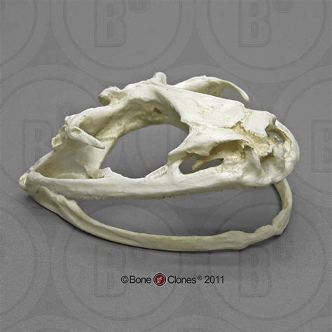 Goliath Frog Skull Bone Clones Inc Osteological Reproductions