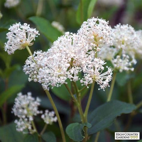 Send champagne bottles, champagne gifts or wine how you want it, for uk or international delivery, any occasion calls for a champagne gift or hamper all delivered the next working day. New Jersey Tea Plant (Ceanothus) (With images) | High ...