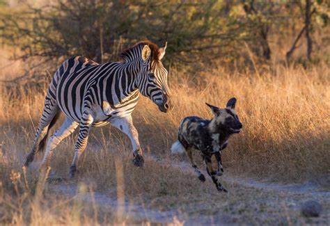 Wild Dogs Take on a Dazzle of Zebras | Londolozi Blog