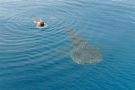 Dive Operators Hope Tracking Whale Sharks On Great Barrier