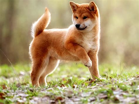 Top 5 Japanese Dog Breeds Spot