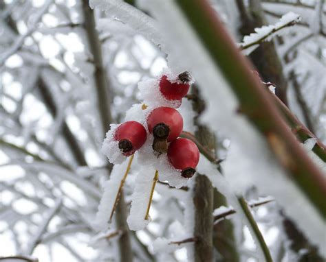 Hd Wallpaper Winter Frosted Rose Hips Rimy Nature Snow Cold