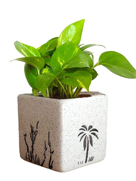 If you're writing to someone facing treatment for a serious illness or other difficult circumstance, then maybe so. Good Luck Money Plant in White Square Aroez Ceramic Pot ...